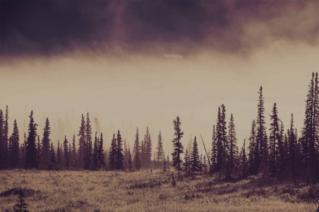 forest and fog