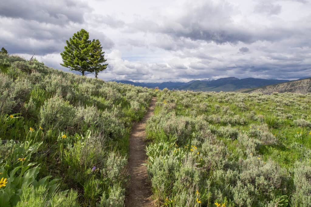 wyoming field with a tree and clouds