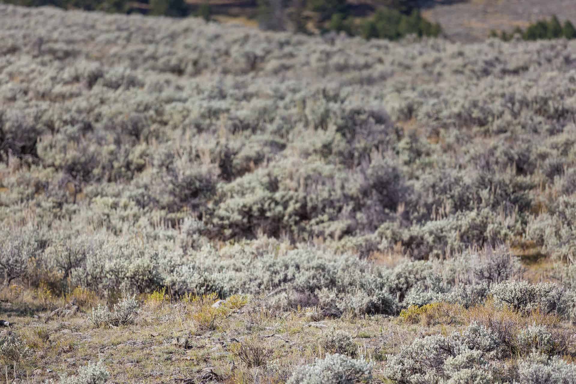 sage brush field